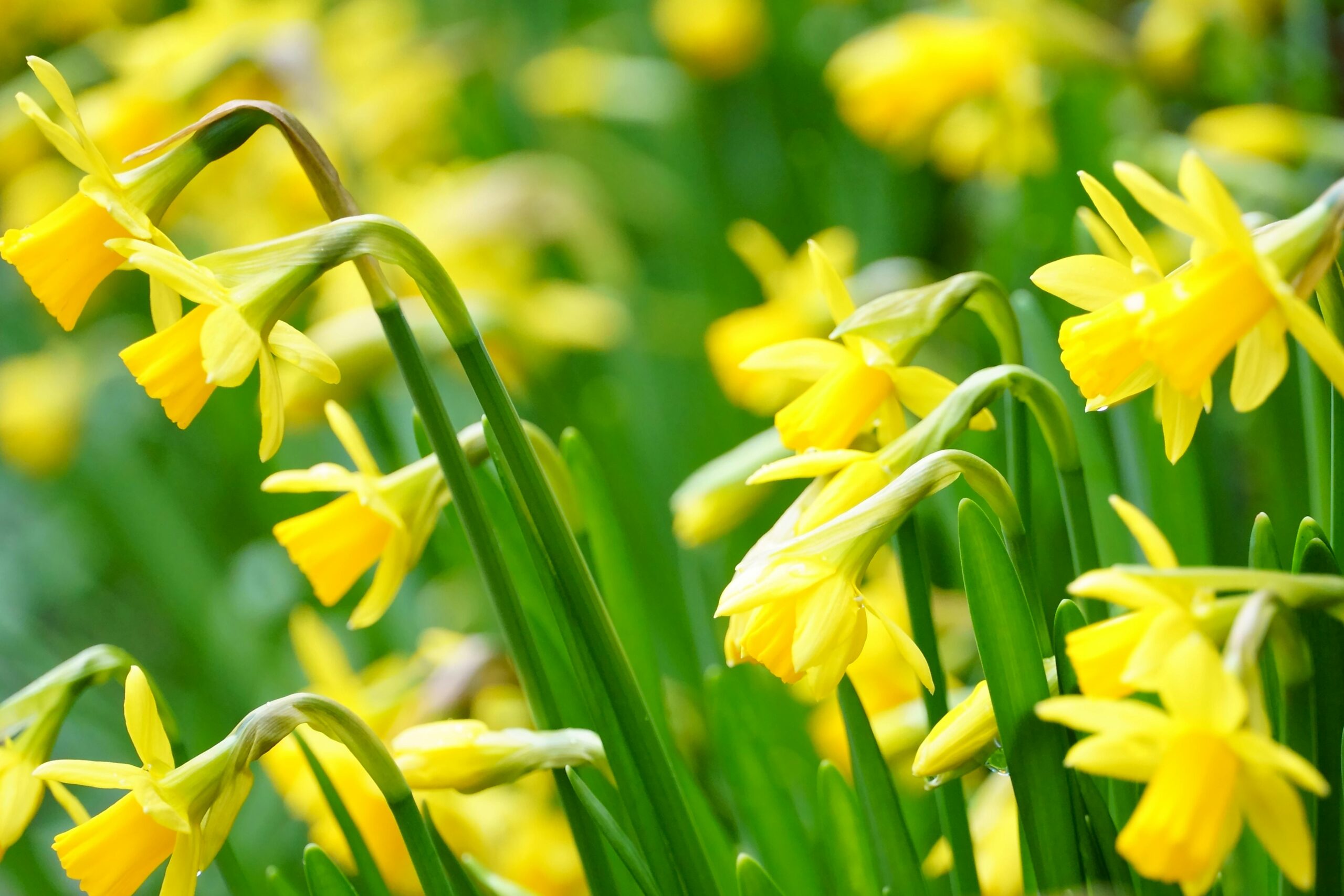 What Does a Spring Clean Mean? And How Can It Help You?